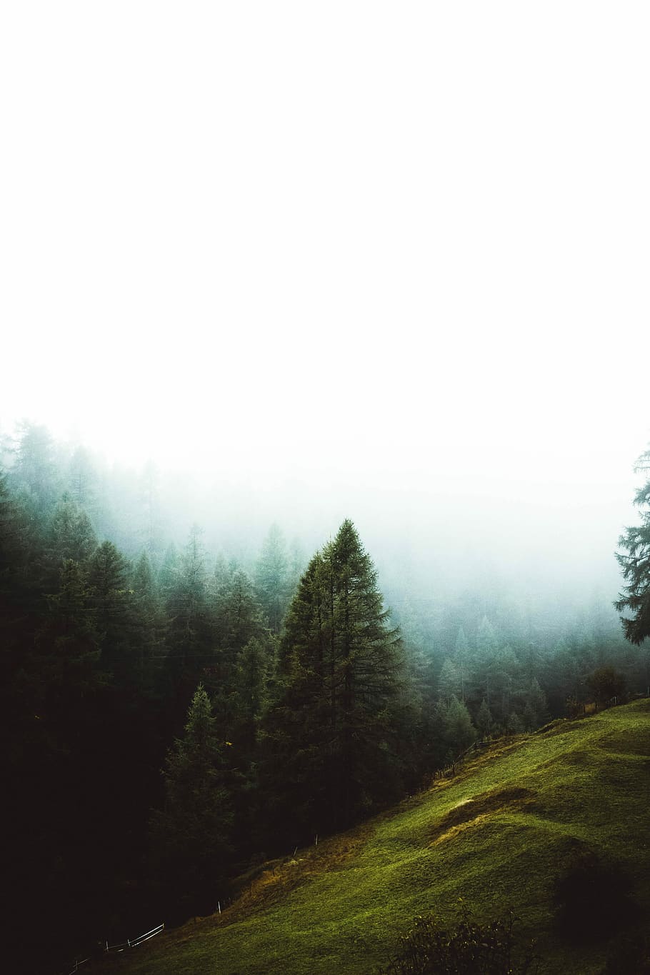 aerial photography of tall pine trees under thick fogs, landscape photography of green mountains surrounded by green trees HD wallpaper