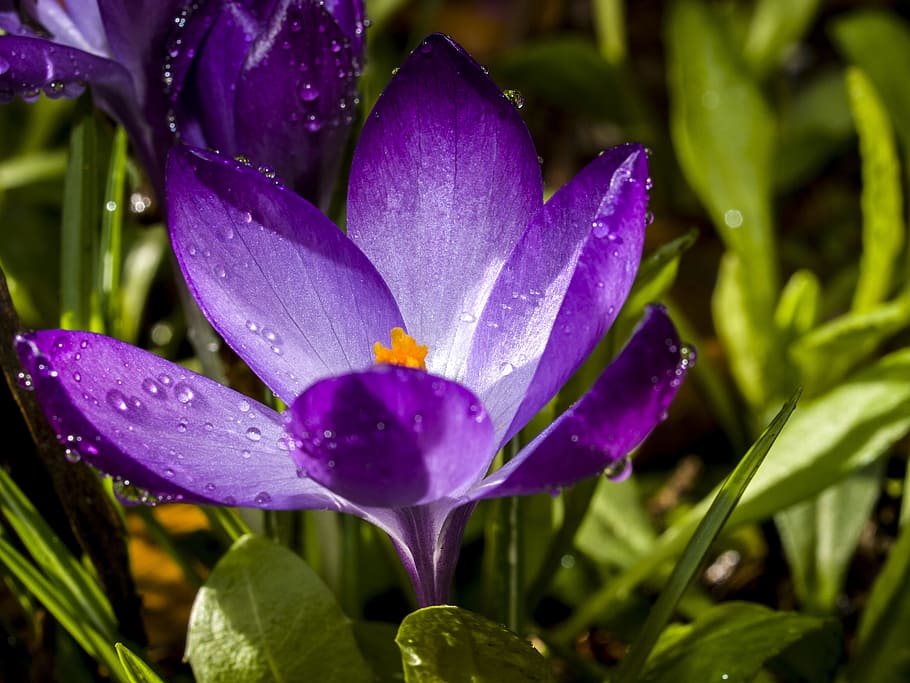 Crocus, Flower, Blossom, Bloom, Plant, nature, purple, beauty in nature HD wallpaper