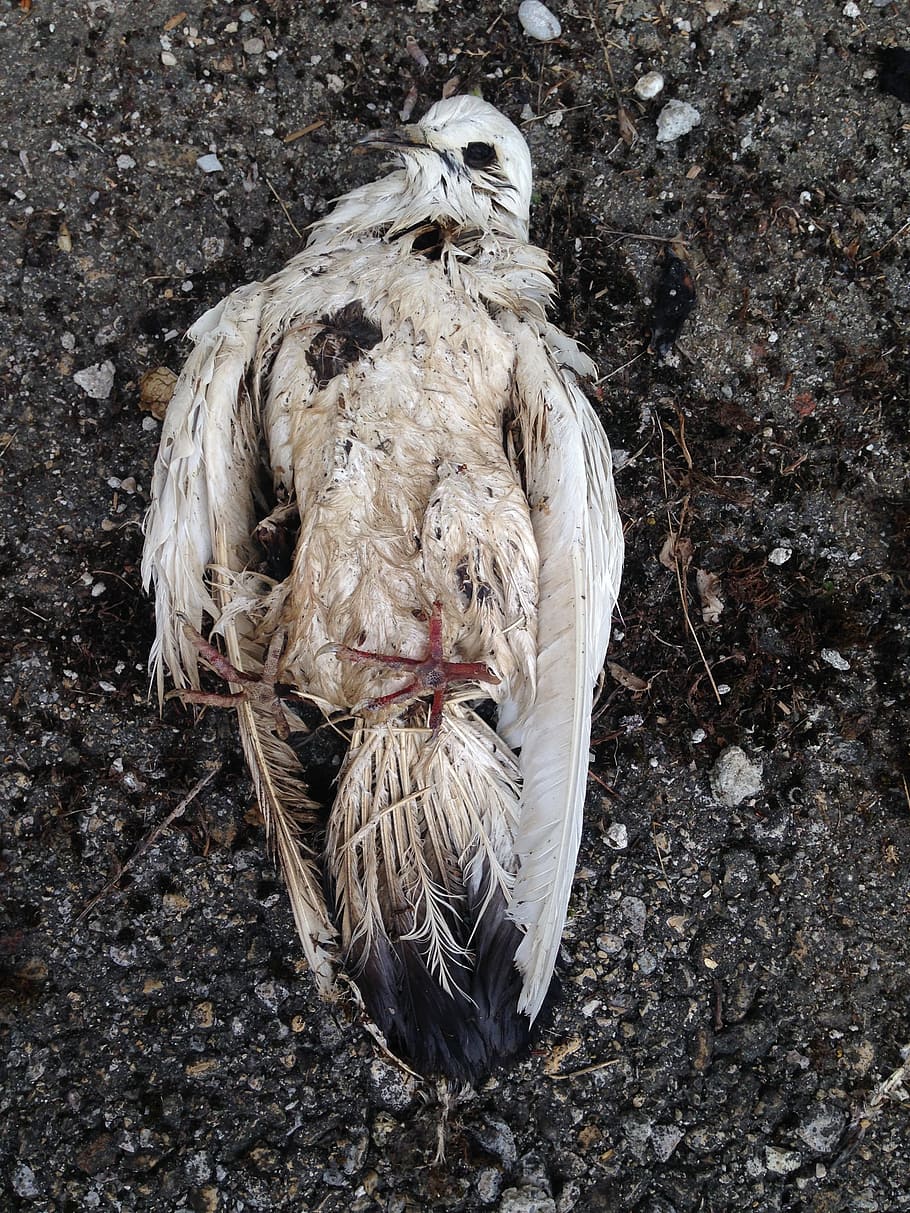 dove, dead, bird, died, lifeless, stiff, as, carcass, decay