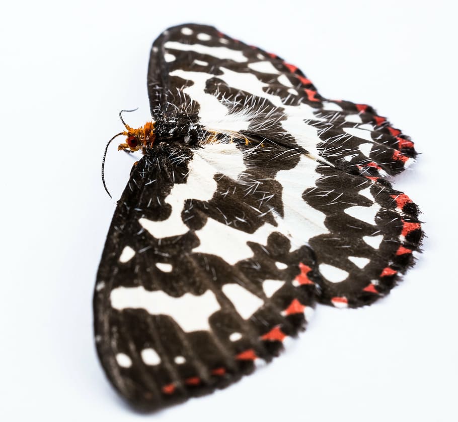 butterfly, insect, white background, studio shot, invertebrate HD wallpaper