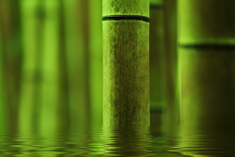bamboo, abstract, green, course, background, green color, no people HD wallpaper