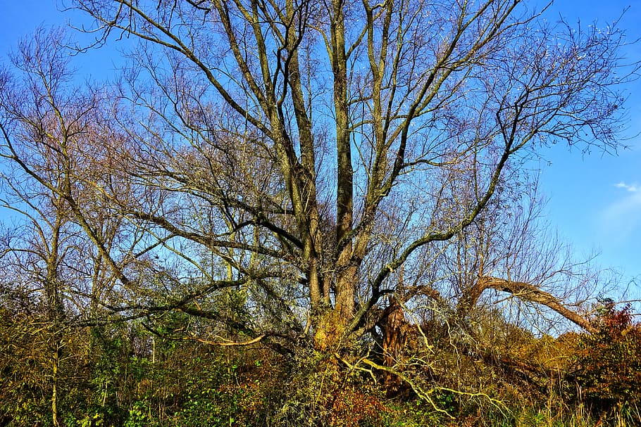 tree, branch, bare tree, autumn tree, deciduous, spreading branches HD wallpaper