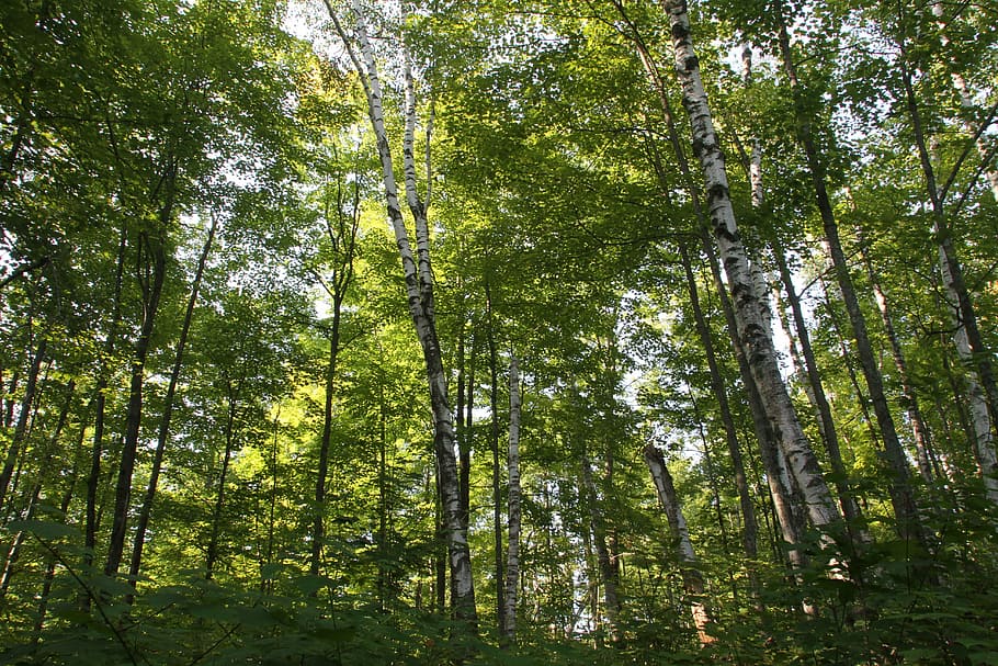 trees, nature, fall, forest, outdoor, scenery, woodland, landscape HD wallpaper