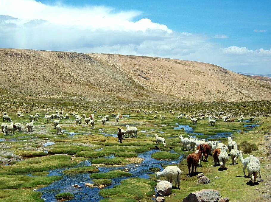 herd of sheep on grass field, alpaca, peru, flame, field alpacas HD wallpaper