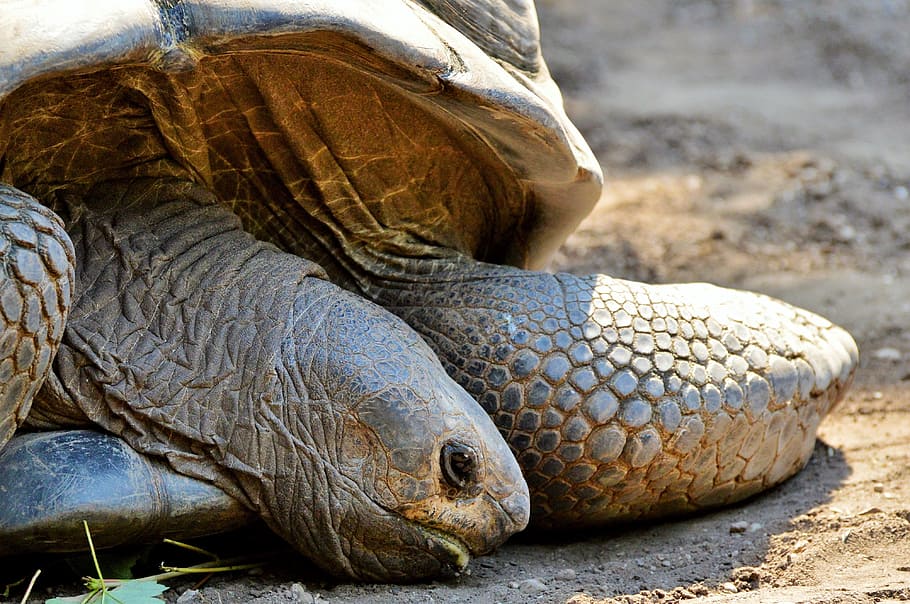 turtle, reptile, tortoise, tortoise shell, giant tortoise, zoo HD wallpaper