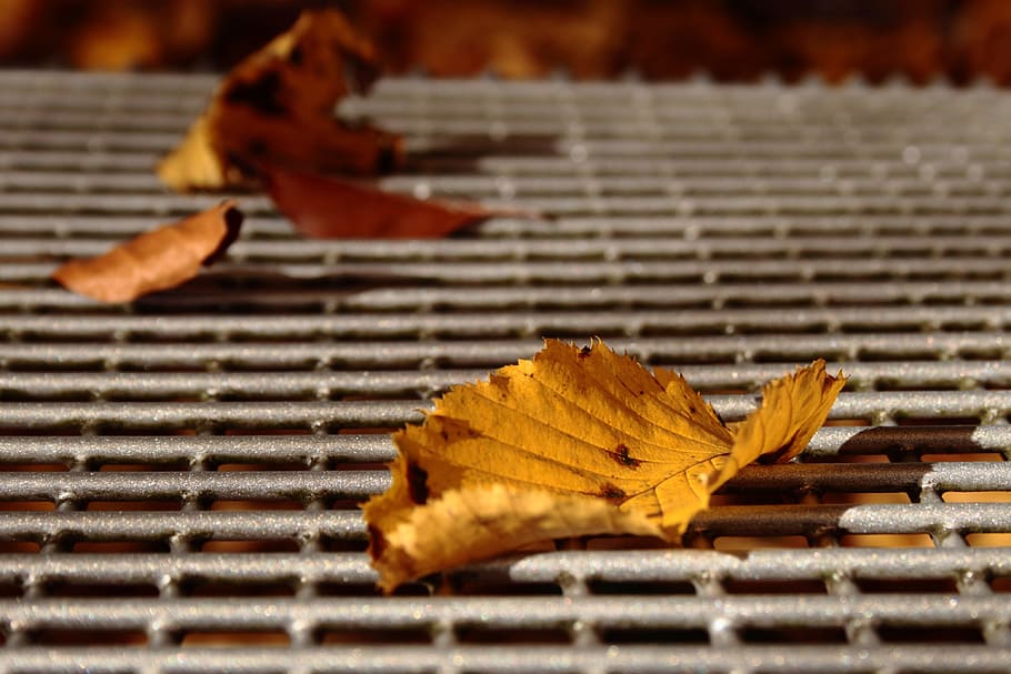 leaf, autumn, fall foliage, fall color, golden, bank, fallen HD wallpaper