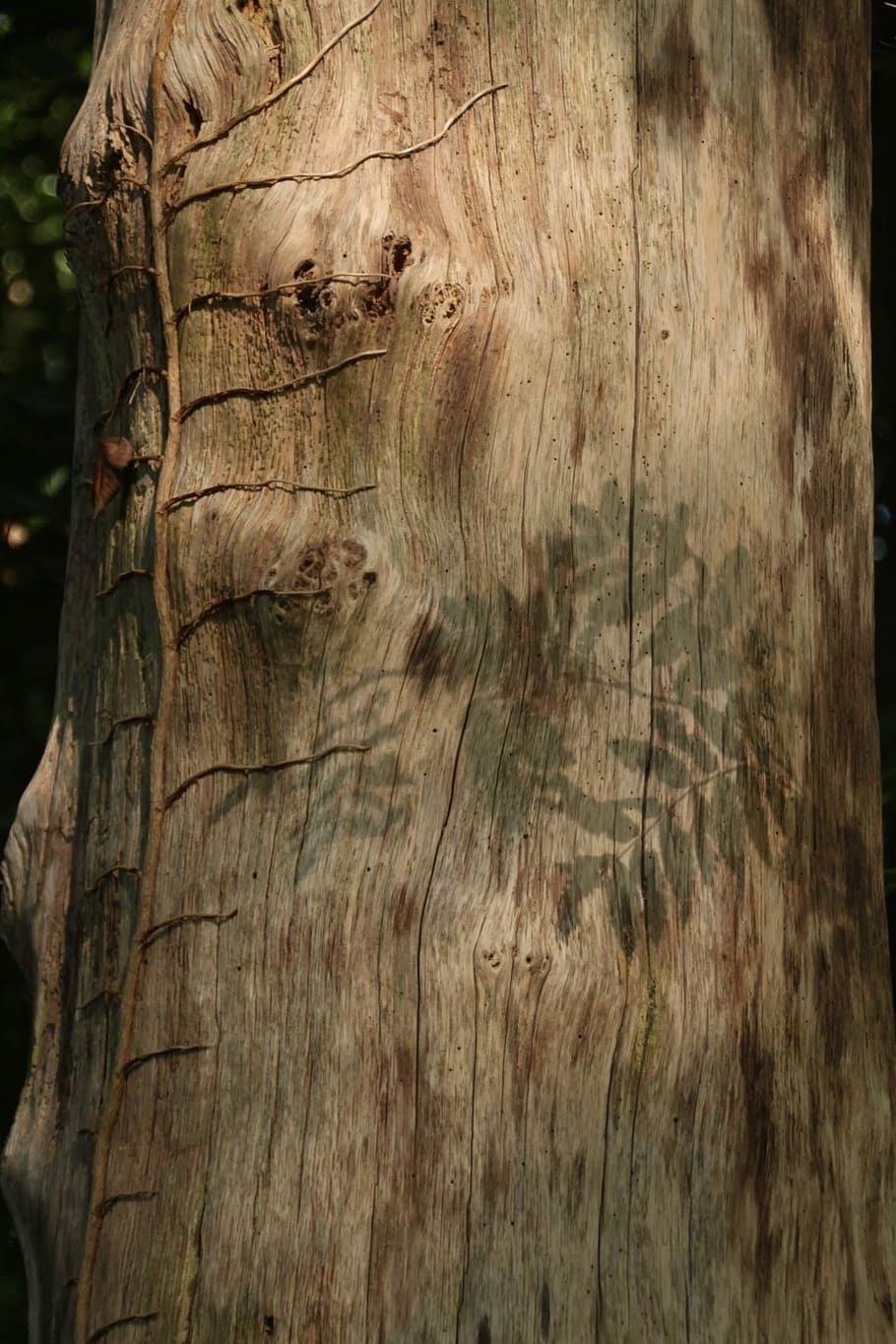 Shadow, Tree, Mysterious, tree trunk, wood - material, textured HD wallpaper
