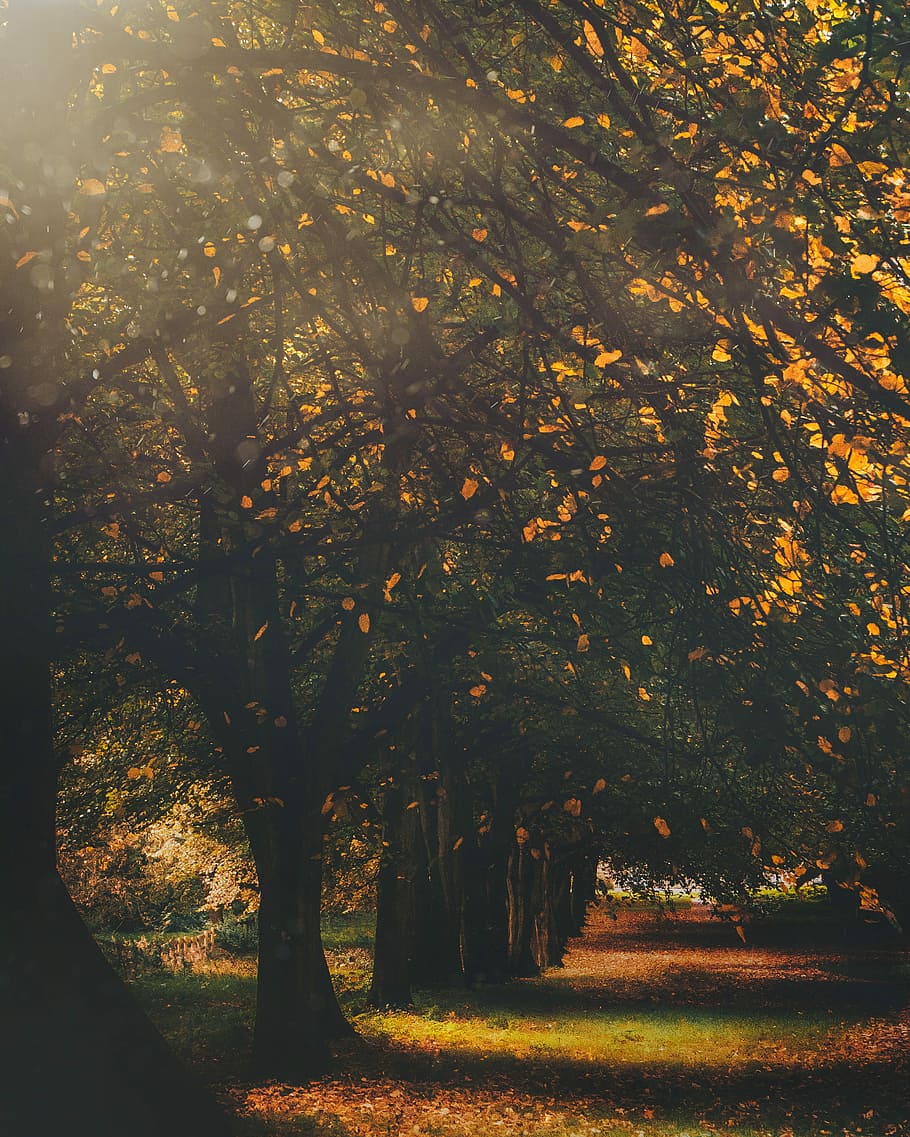 Autumn in the Court, pathway between green leafed trees, forest HD wallpaper