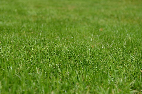 green grass lawn, rush, meadow, ornamental grass, spring, grow HD wallpaper