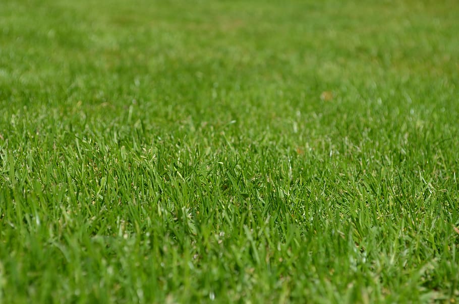 green grass lawn, rush, meadow, ornamental grass, spring, grow HD wallpaper