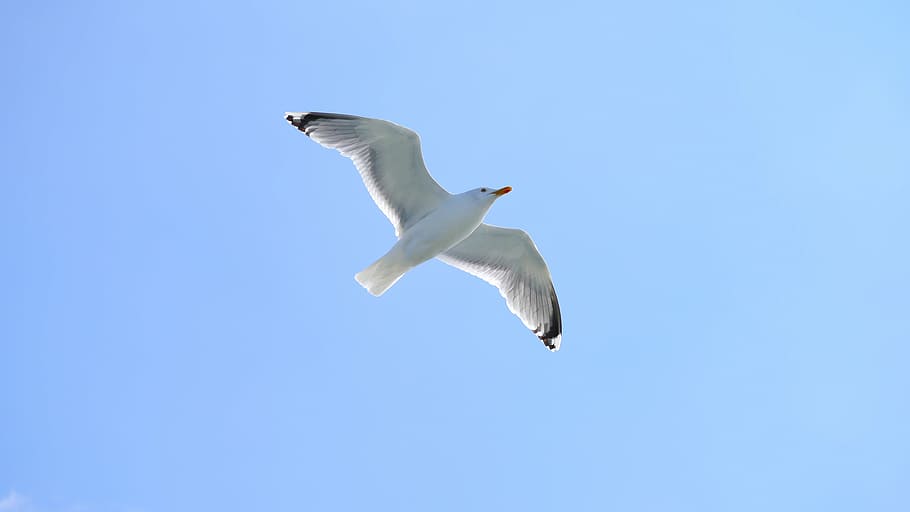 seagull, bird, sky, fly, water bird, wildlife photography, coast HD wallpaper