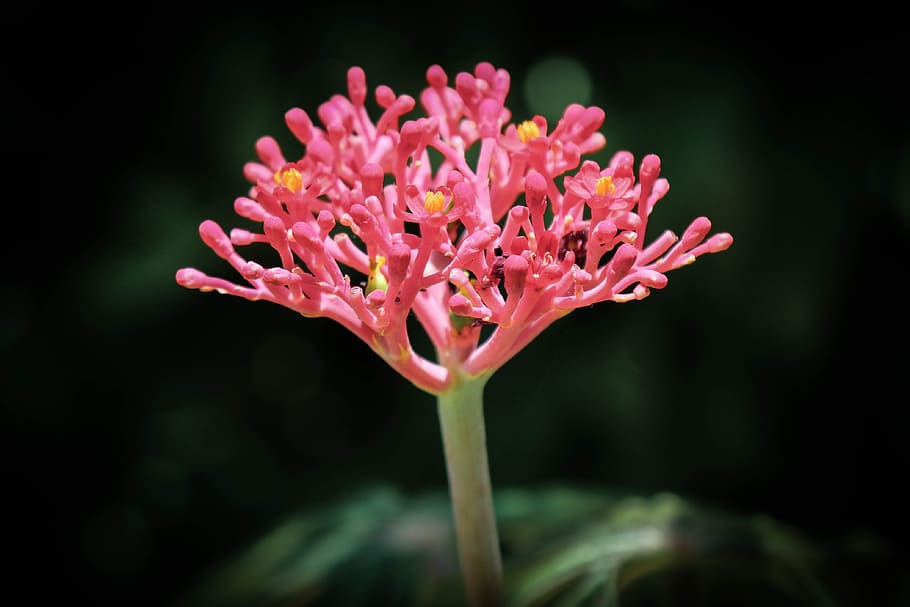 Flower, Macro, Nature, Garden, red, blossom, bloom, plant, close HD wallpaper
