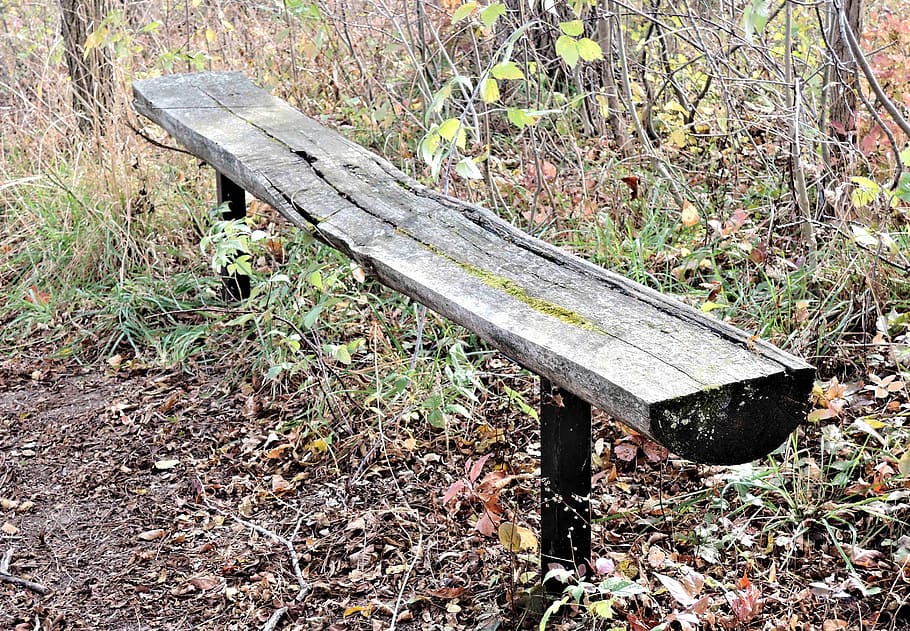 tree bench, seating, forest, nature, autumn leaves, plant, land HD wallpaper