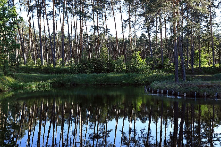 forest, water, reflection, summer, landscape, tree, green, stream HD wallpaper