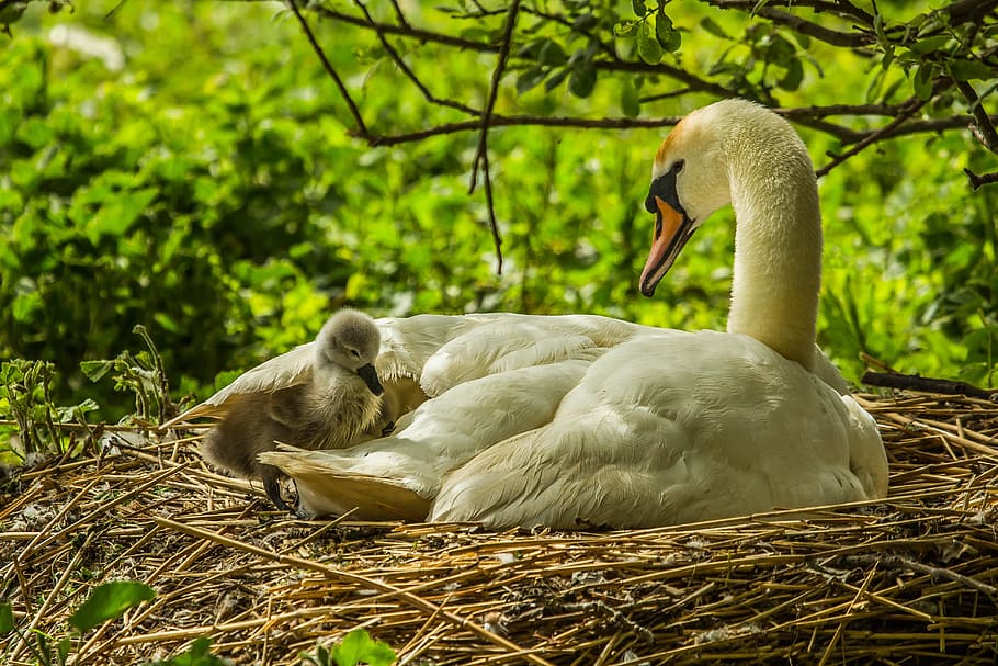 white duck with duckling in brown nest, swans, priroda, wild nature HD wallpaper