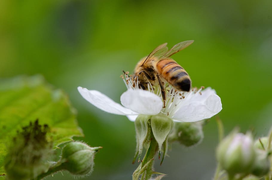 bee, flower, macro, plant, white, flowering plant, fragility HD wallpaper