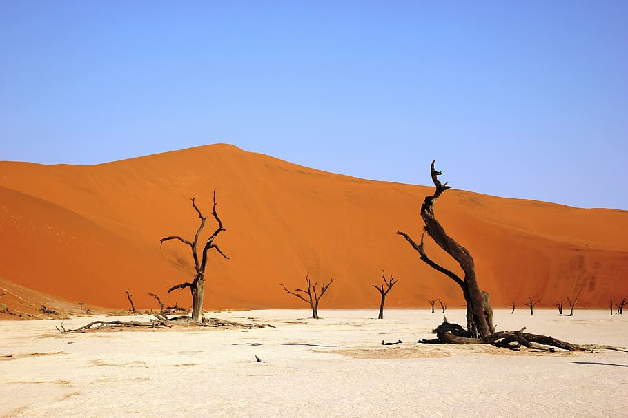 Sahara desert, deadvly, namibia, dry, sandy, wüstentour, dead plant HD wallpaper