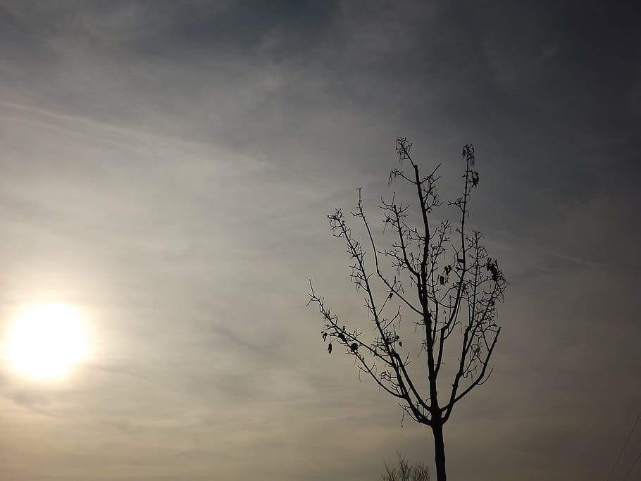 tree, sky, clouds, nature, cloud - sky, bare tree, beauty in nature HD wallpaper