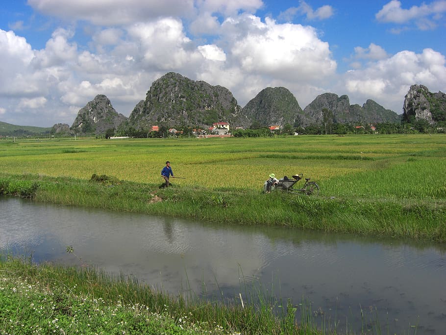 man walking on green grass field during daytime, vietnam, landscape HD wallpaper