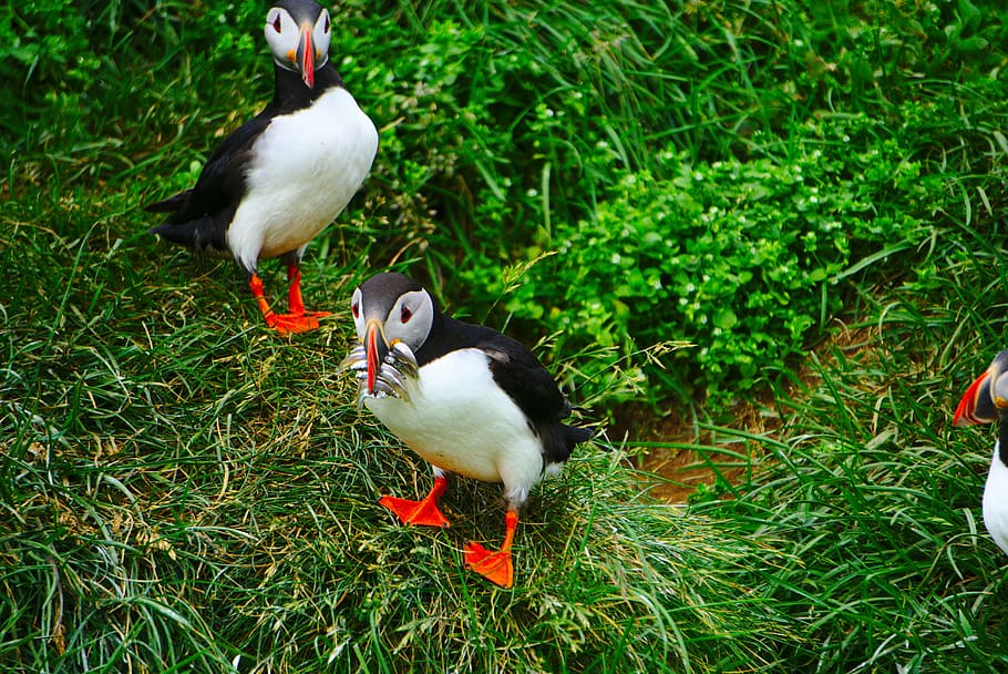 Puffin with fish, puffin birds on top grass, feeding, green, animal themes HD wallpaper