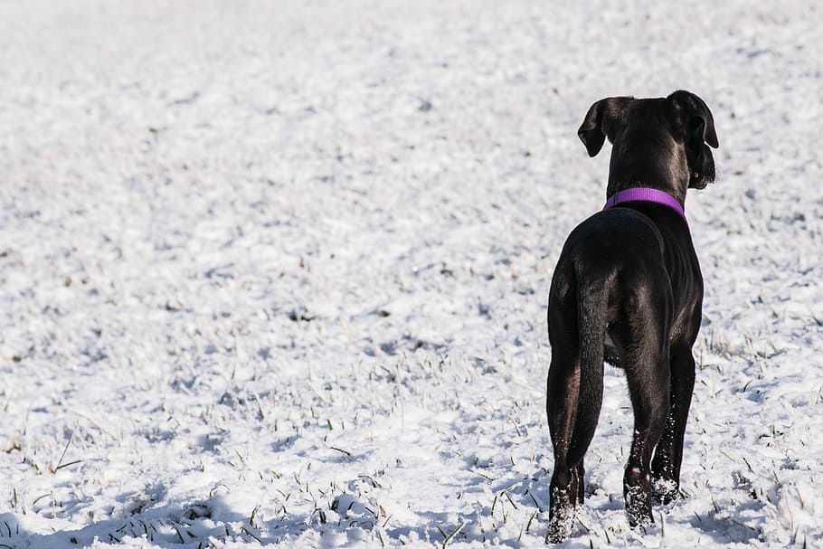 snow, winter, cold, animal, nature, dog, outdoors, looking HD wallpaper