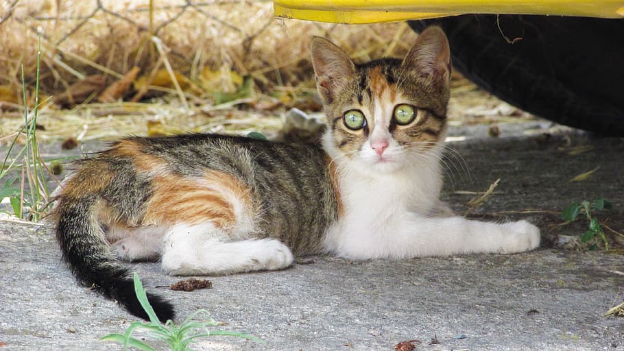 Cat, Stray, Animal, Kitten, looking, kitty, eyes, outdoor, lovely HD wallpaper