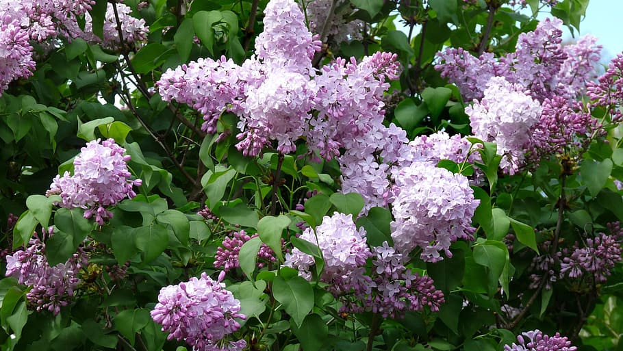 pink lilac flowers at daytime, tree, blooming, flowering plant HD wallpaper