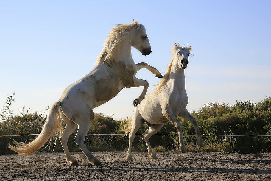 photo of two white horse galloped during daytime, standard HD wallpaper