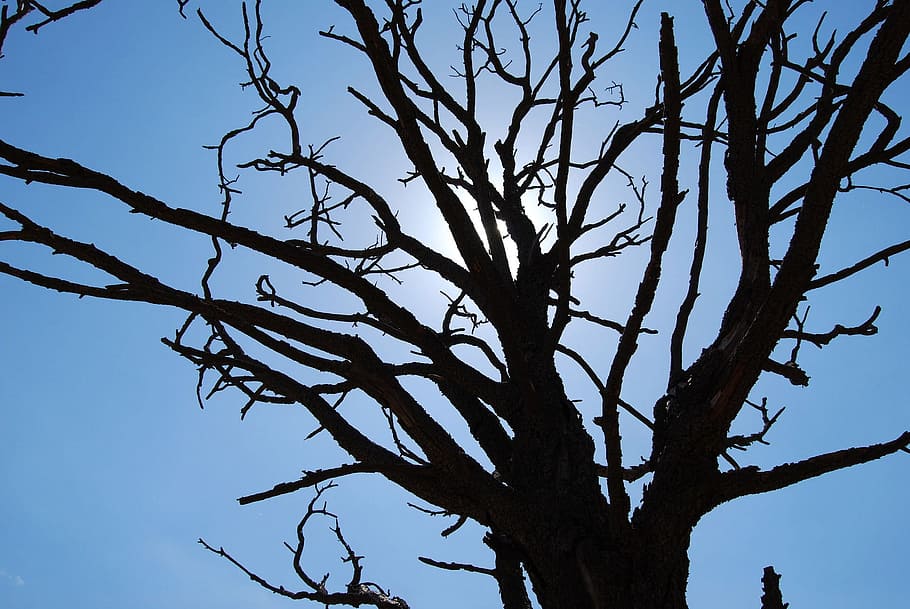 Tree, Silhouette, Blue, Sky, Nature, ecology, environment, branch HD wallpaper