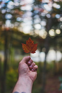 selective photography of person holding moped leaf, person holding maple leaf HD wallpaper