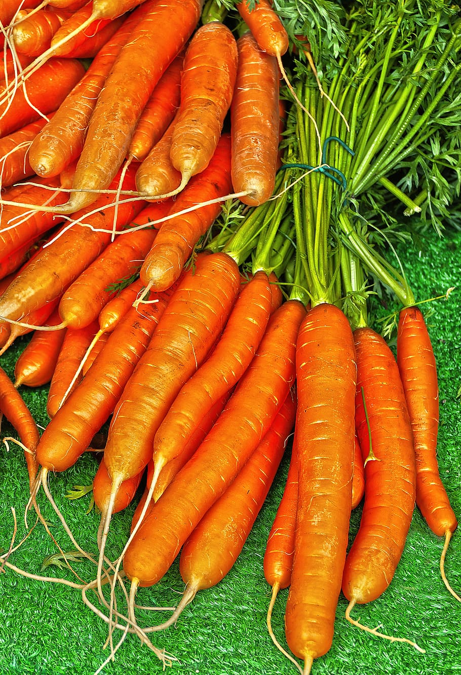 Carrot Wallpaper Vector Images over 4100