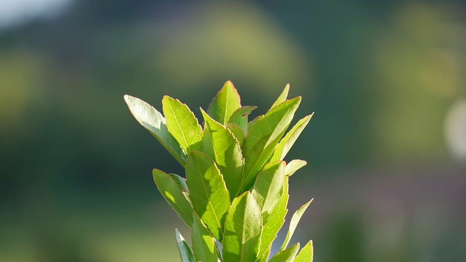 nature, close, plant, open, green, flower, spring, bud, macro HD wallpaper