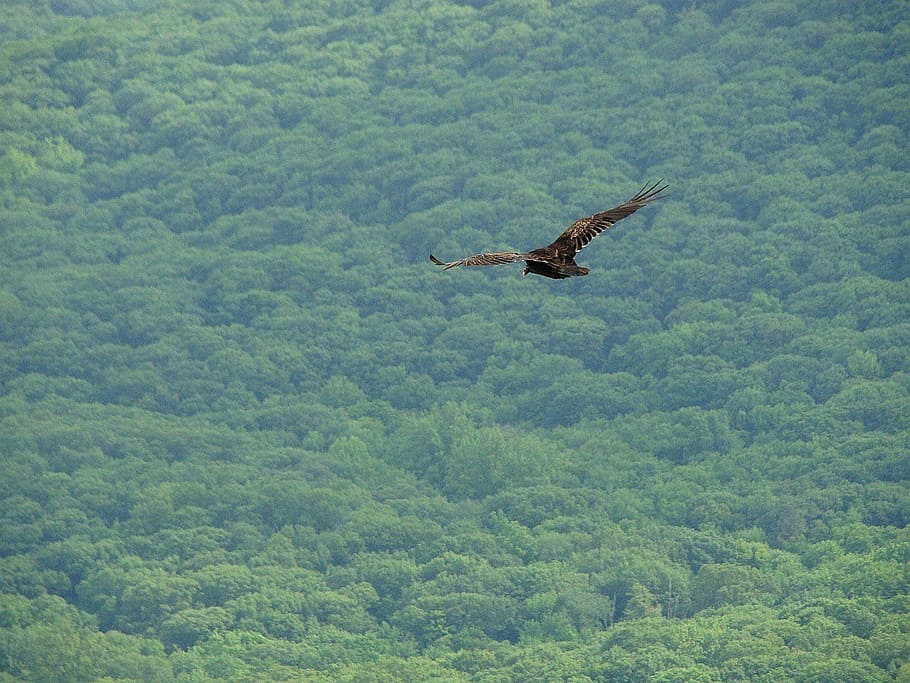 animal, bird, hawk, forest, woods, hunting, flying, bird of prey HD wallpaper
