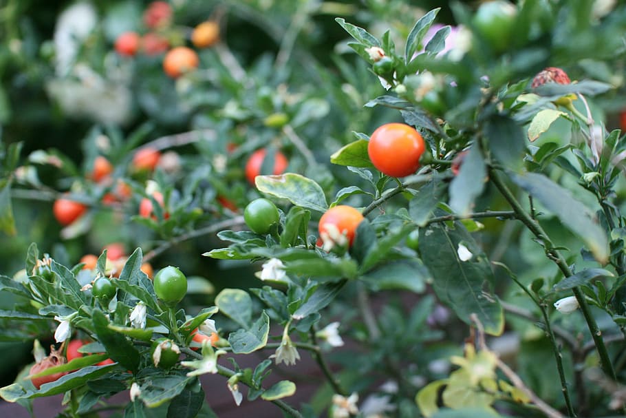 fruit, summer, red, food and drink, healthy eating, plant, growth HD wallpaper