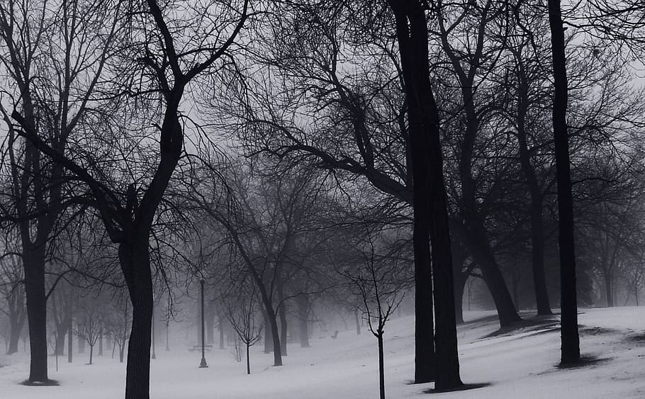 trees, winter, snow, woods, forest, cold, frost, ice, branches HD wallpaper