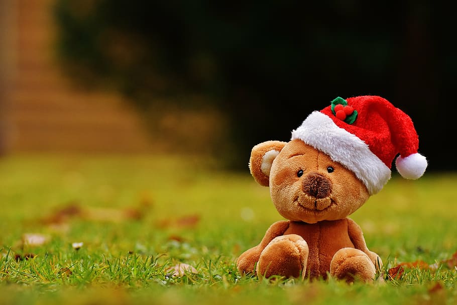 brown bear plush toy on grass, christmas, teddy, soft toy, santa hat