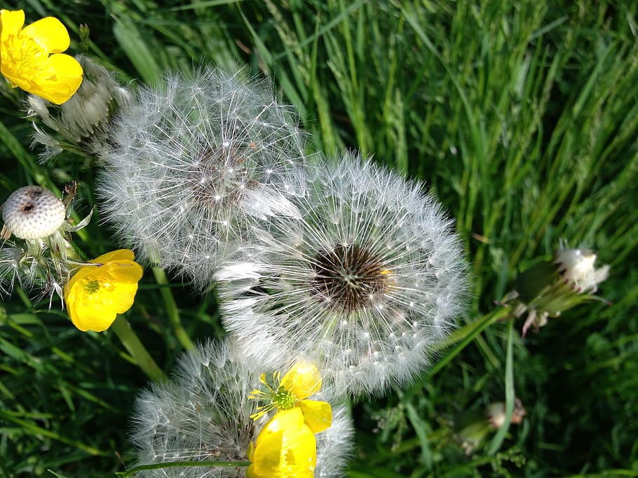 dandelion, flower, summer, plant, flowering plant, fragility HD wallpaper
