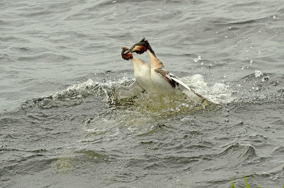 grebe, bird, waterfowl, fighting, territory, hatch, breeding season HD wallpaper