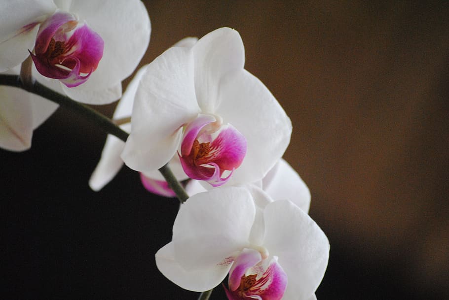 white and pink flower, orchids, nature, tropical, petal, plant