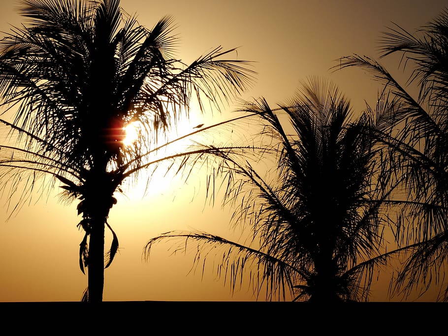 palm trees, sol, sunset, against light, silhouette, sky, beauty in nature HD wallpaper