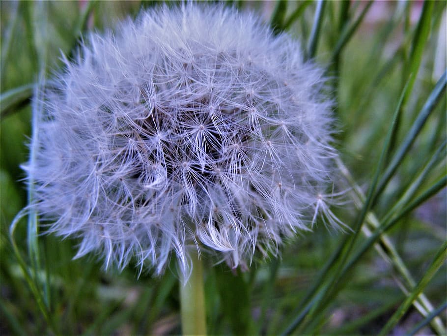 dandelion, macro, nature, plant, flower, freshness, flowering plant HD wallpaper
