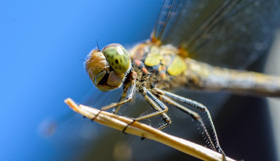 dragonfly, insect, macro, fauna, nature, outdoors, summer, wings HD wallpaper