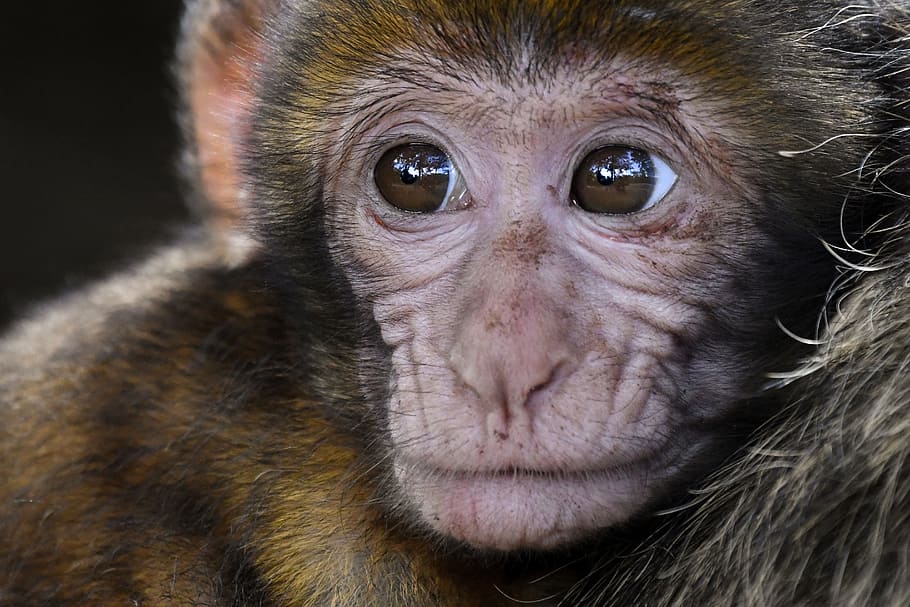 shallow photography of monkey, baby, look, barbary macaque, close up, HD wallpaper