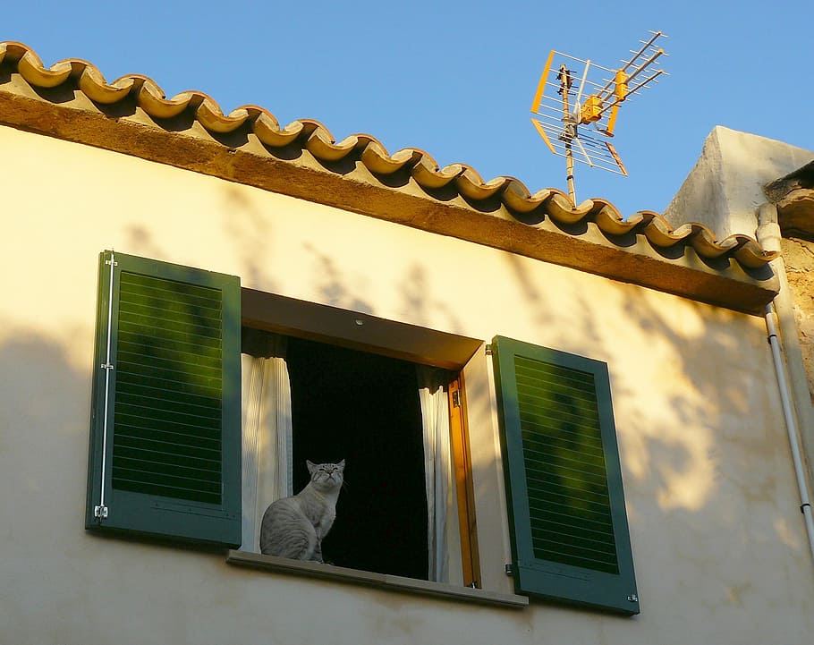 window, home, building, wall, facade, architecture, cat, animal HD wallpaper