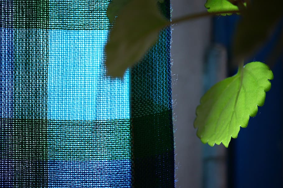 plant, leaf, plants, green, leaves, curtain, nature, green Color HD wallpaper