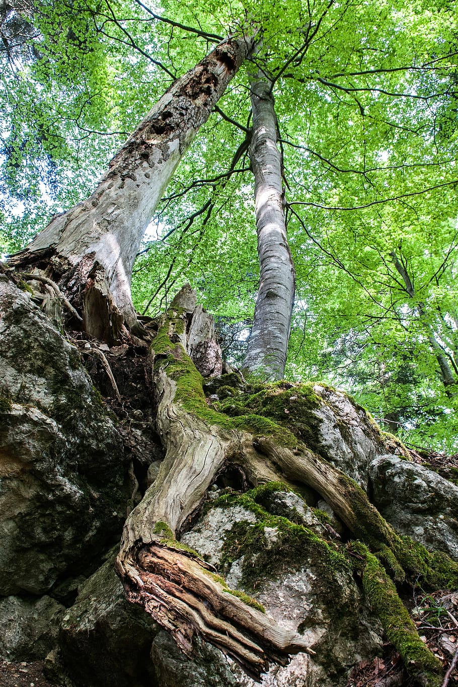deciduous forest, trees, decay, nature, green, morsch, book HD wallpaper