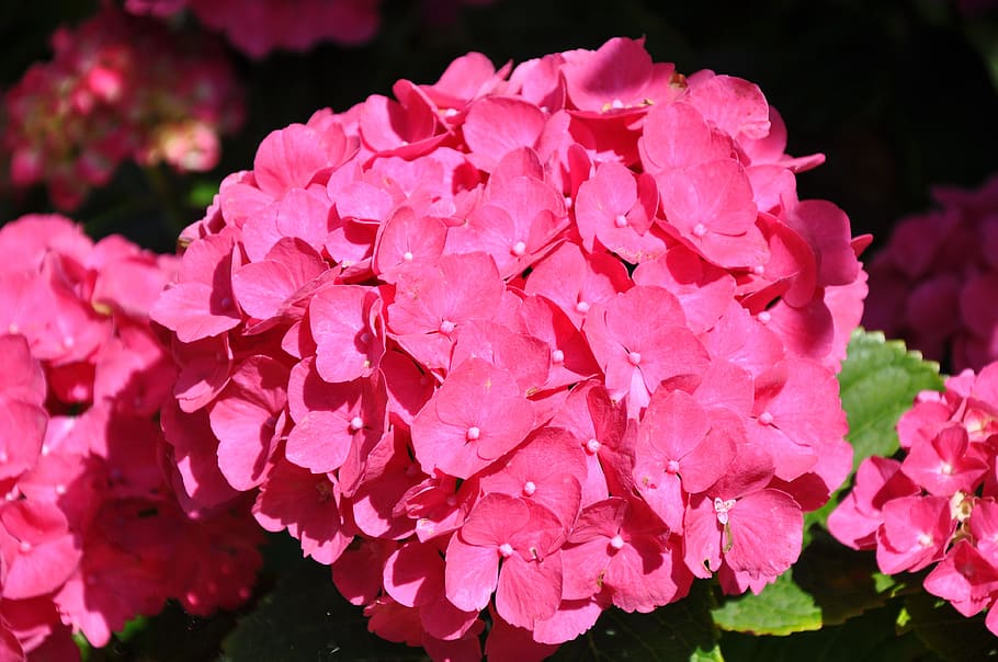 flower, hydrangea, hydrangea red, flowering plant, pink color HD wallpaper