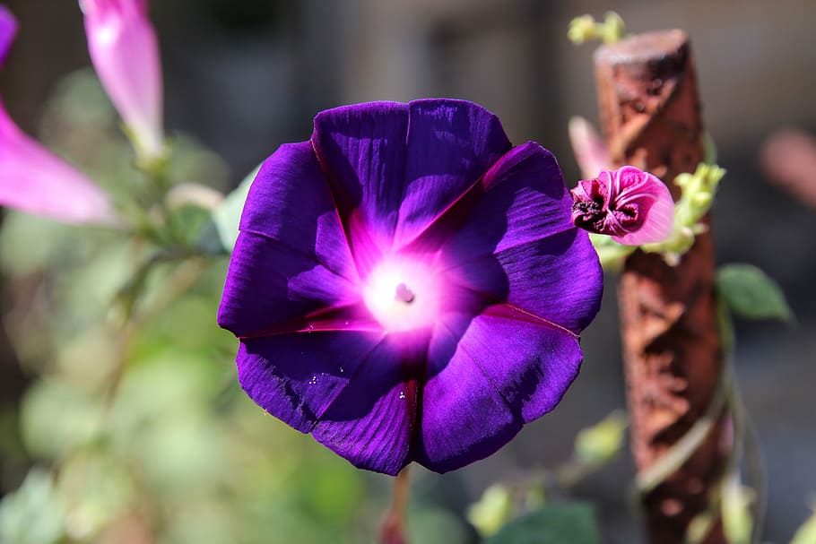 flower, backyard, garden, nature, plant, outdoors, gardener HD wallpaper