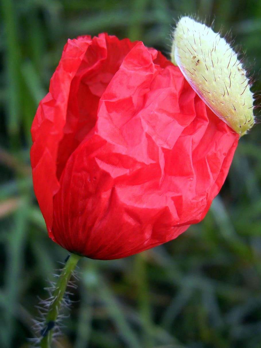 Poppy, Hat, Nature, Spring, red, flower, close-up, outdoors HD wallpaper