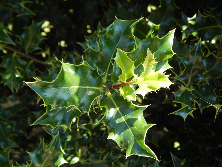 holly, summer, spring, green, leaves, flora, garden, plant HD wallpaper